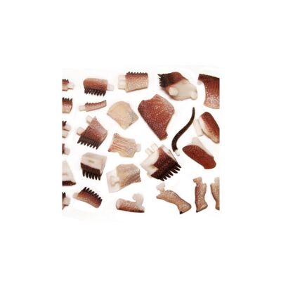 4D Puzzle Diplodocus - 3