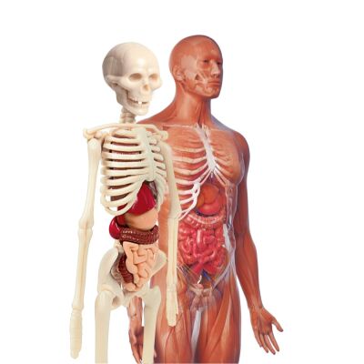 İlk Keşiflerim İnsan Anatomisi - 3