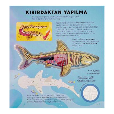 Köpek Balığı Kitabı Hannah Alice - 3