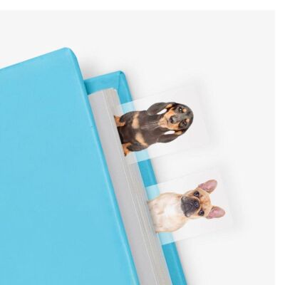 Mustard Ayraç Dog in a Book - 3