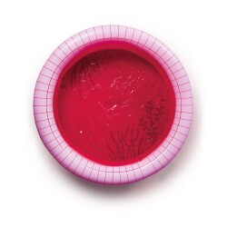Quut Dippy Şişme Çocuk Yüzme Havuzu Çap 120 cm Cherry - 7