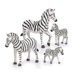 Zebra Ailesi - Terra