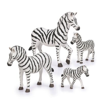Zebra Ailesi - 1